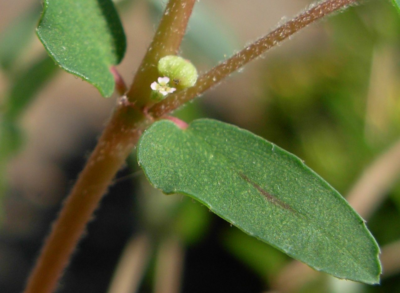 Euphorbia maculata ad habitus eretto